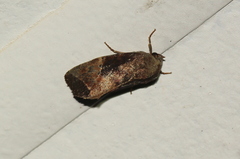 Elusa