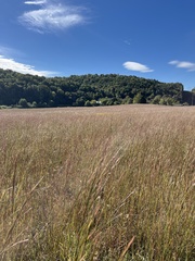 Andropogon virginicus
