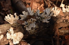 Xylaria flabelliformis