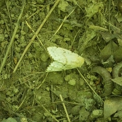 Lymantria dispar dispar