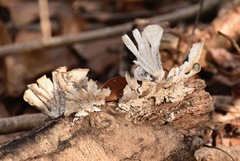 Xylaria flabelliformis