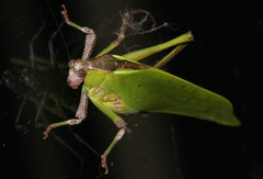 Ephippitytha kuranda