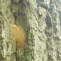 Lymantria dispar dispar