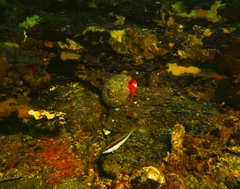 Paguristes frontalis