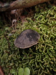 Sarcodon carbonarius