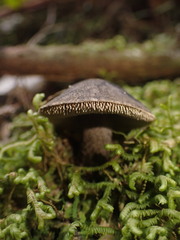 Sarcodon carbonarius