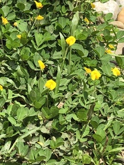 Arachis pintoi