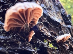 Micromphale arbuticola