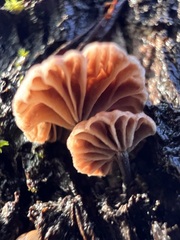 Micromphale arbuticola