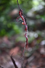 Siphlophis compressus