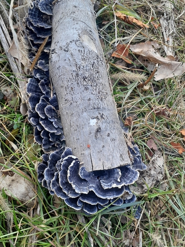 Trametes versicolor