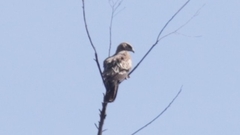 Nisaetus cirrhatus