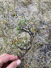 Pimelea