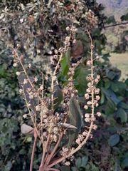 Clethra pringlei