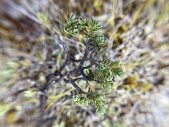 Pimelea