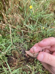 Pseudemoia rawlinsoni