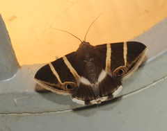 Grammodes oculicola