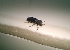 Bostrichidae