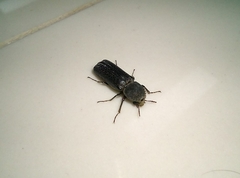 Bostrichidae