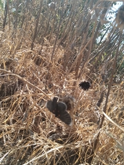 Melanis acroleuca acroleuca