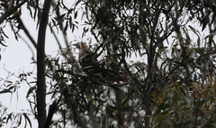 Anthochaera paradoxa