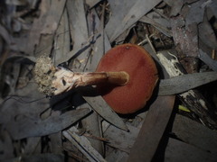 Chalciporus aurantiacus