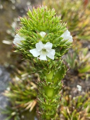 Euphrasia hookeri