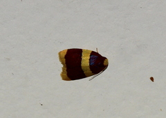 Heterallactis phlogozona