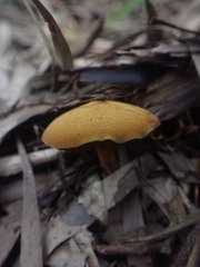 Chalciporus aurantiacus