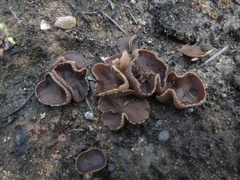 Phylloscypha phyllogena