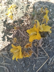 Solanum angustifolium