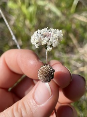Melanthera angustifolia