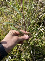 Melanthera angustifolia