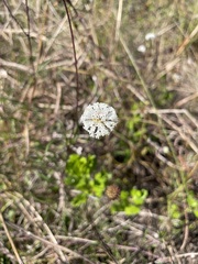 Melanthera angustifolia