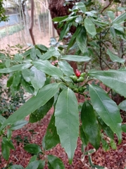 Aucuba japonica