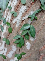 Trachelospermum asiaticum