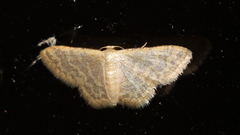 Idaea simplex