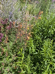 Agastache rupestris