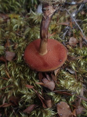 Chalciporus aurantiacus