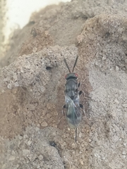 Torymidae