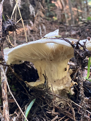 Catathelasma ventricosum
