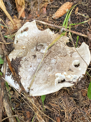 Catathelasma ventricosum