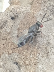 Torymidae