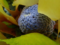 Phlyctenactis tuberculosa