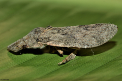 Ledropsis