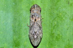 Ledropsis