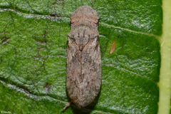 Ledropsis