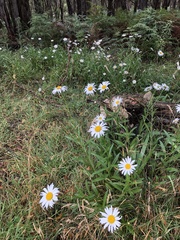 Leucanthemum × superbum