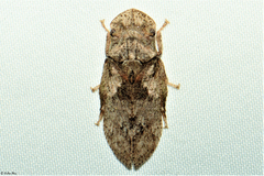 Ledropsis