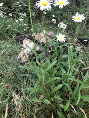 Leucanthemum × superbum